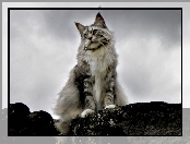 Szary, Kot, Chmury, Maine coon
