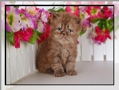 Kot perski, Płotek, Kotek, Mały, Kwiaty