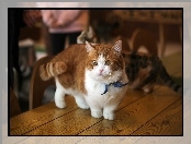 Kot, Munchkin