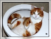 Muszla, Kot, Toaleta