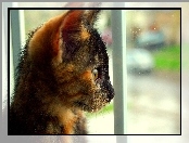 Obserwacja, Kot, Okno