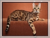 Kot, Ocicat