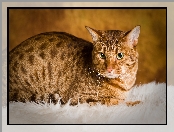 Kot Ocicat