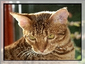 Kot, Ocicat