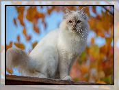 Niebieskie, Kot, Oczy, Siedzący, Biały