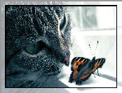 Okno, Kot, Motyl