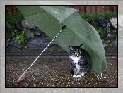 Parasolka, Kot