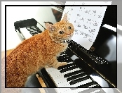 Kot, Pianino