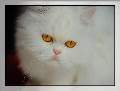 Kot, Biały, Spojrzenie, Oczy, Puszysty, Miodowe