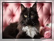 Róże, Czarno-biały, Kot