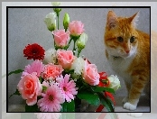 Kot, Kwiatów, Rudy, Bukiet