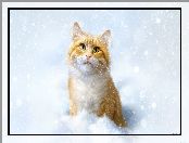 Kot, Śnieg, Rudy, Zima