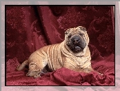 Kotary, Shar Pei, Purpurowe