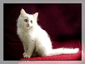 Biały, Kot turecka angora