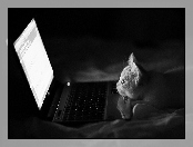 Kotek, Laptop