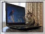 Kotek, Laptop