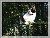 Las, Kotek, Calico