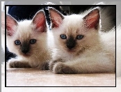 Kotki, Oczy, Dwa, Niebieskie