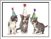 Kotki, Urodzinowe, Małe, Czapeczki