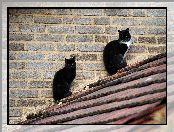 Koty, Mur, Czarne, Dach