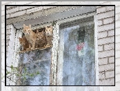 Koty, Okno, Cztery, Stare