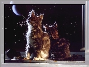 Koty, Gwiazdy, Dwa, Księżyc