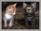 Malutkie, Koty