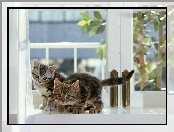 Parapet, Koty