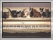 Koty, Pianino