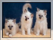 Koty birmańskie, Trzy, Małe