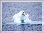 Kra, Niedźwiedź Polarny, Morze
