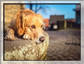 Krawężnik, Leżący, Labrador retriever