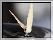 Motyl, Kremowo, Biały