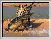 Pojedynek, Krokodyl, Jaguar
