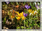 Krokusy, Motyl, Wiosna, Przebiśniegi