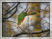 Gałęzie, Papuga, Szkarłatka królewska