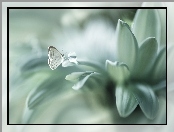 Kropla, Makro, Kwiat, Motyl modraszek