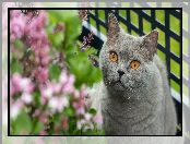 Kwiaty, Kot brytyjski krótkowłosy