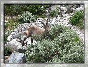 Krzaczki, Koziorożec Alpejski, Kamienie