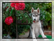 Krzesło, Pies, Siberian husky