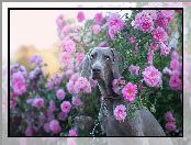Krzew, Róże, Wyżeł weimarski, Pies, Kwiaty