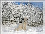 Krzewy, Labrador, Śnieg, Biszkoptowy