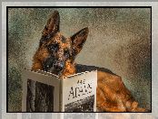 Książka, Pies, Owczarek niemiecki