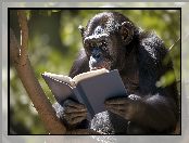 Szympans, Małpa, Drzewo, Książka
