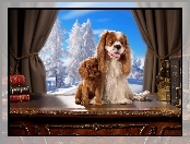 Cavalier King Charles Spaniel, Słodkie, Zima, Okno, Pieski, Książki