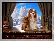 Cavalier King Charles Spaniel, Słodkie, Zima, Okno, Pieski, Książki