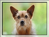 Norwich terrier, Piesek