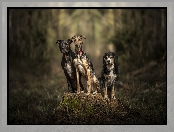 Kundelek, Whippet, Psy, Trzy, Amstaff