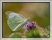 Kwiat, Motyl, Bielinek Rzepnik