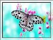 Kwiat, Różowy, Biały, Czarno, Motyl